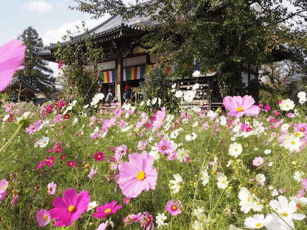 【奈良】コスモスが埋め尽くす古刹「般若寺」1.jpg