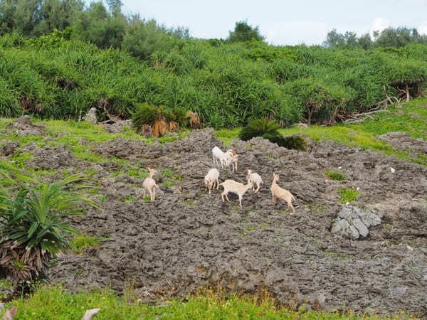 【鳩間島・完全ガイド】絶景ビーチや島の魅力、おすすめの過ごし方を大公開！（沖縄）