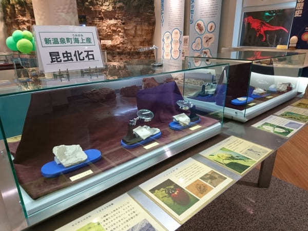 日本初の昆虫化石博物館【兵庫県】おもしろ昆虫化石館の見どころ紹介