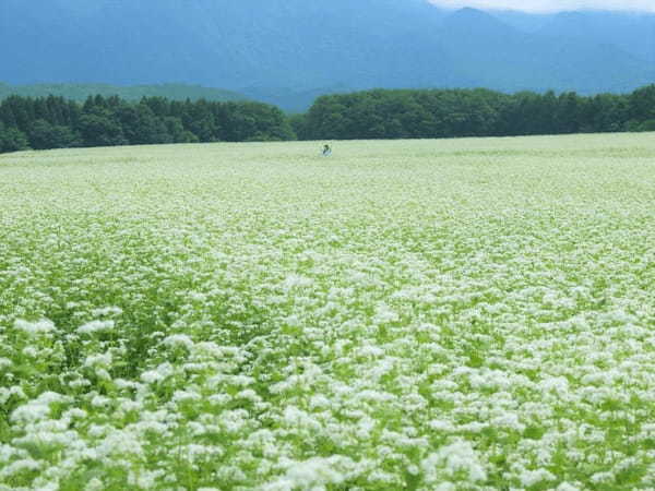 【福島下郷町】山奥に突如出現する絶景！そば畑の白い絨毯1.jpg