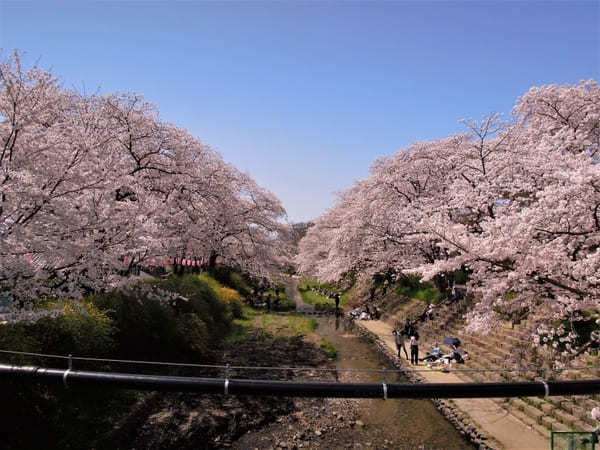 【京都】いちご狩りやお花見も！精華町・井手町で春を感じよう