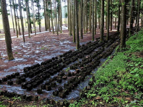 収穫って楽しい！【新潟】三川観光きのこ園1.jpg