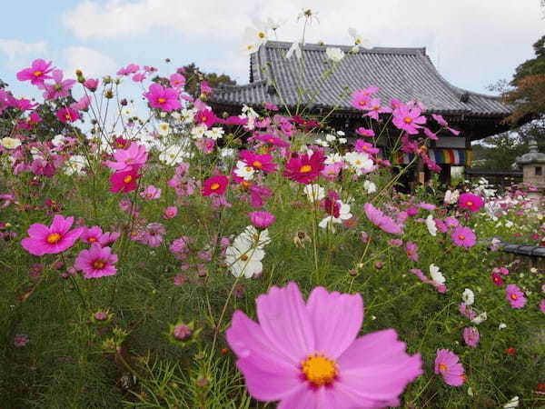 【奈良】コスモスが埋め尽くす古刹「般若寺」1.jpg