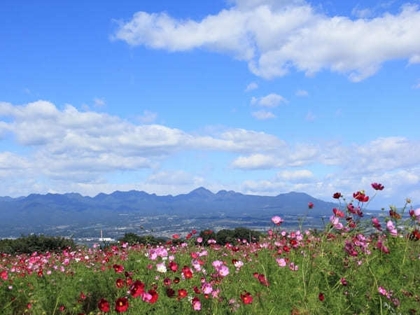 【関東】秋のおすすめ花畑12選！9月・10月・11月に見頃を迎える花の名所ガイド