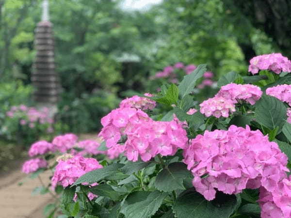 5万本の紫陽花と6千本の花菖蒲！千葉県のあじさい寺【本土寺】へ行こう1.jpg