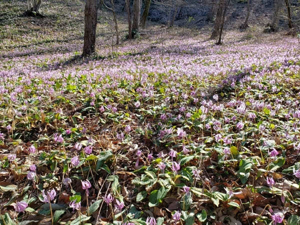 戦国武将ゆかりの地【岐阜県可児市】で歴史と花のスポット巡り！