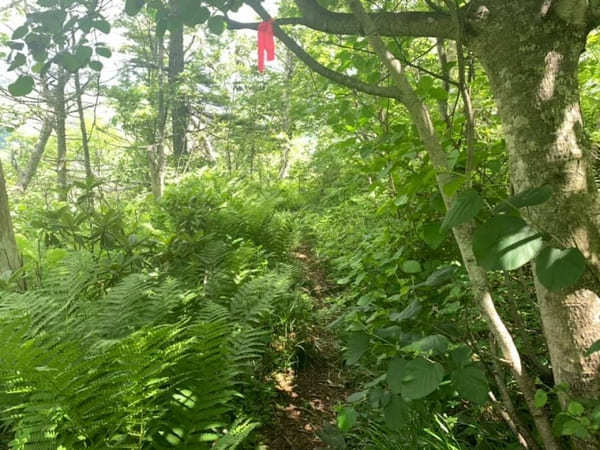 【北海道】然別湖の自然を大満喫！白雲山・天望山・東雲湖をぐるっと1周♪