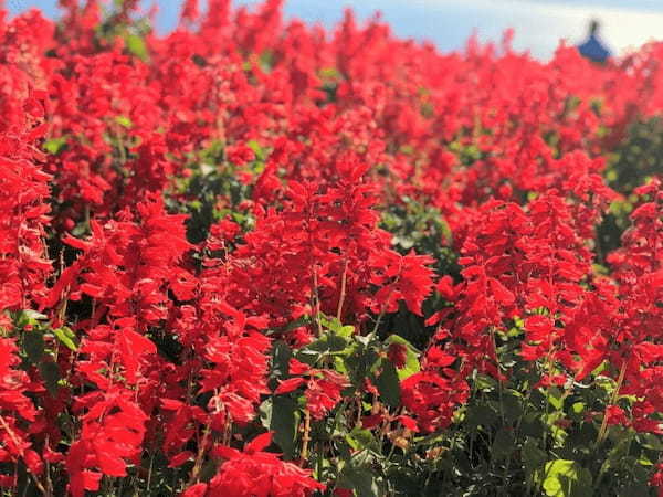 【入園無料】日本にもこんな美しいお花畑が！淡路島の「あわじ花さじき」で季節とりどりのお花畑を楽しもう！1.jpg