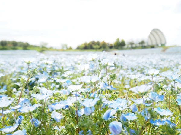 【香川】春らんまん♪讃岐まんのう公園で一面に咲く春の花を楽しもう！