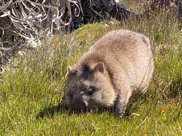 【オーストラリア・タスマニア】野生のウォンバット天国！クレイドルマウンテン国立公園