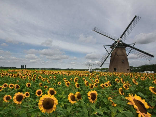 全国のおすすめ花畑85選！一面に絶景が広がる花の名所ガイド