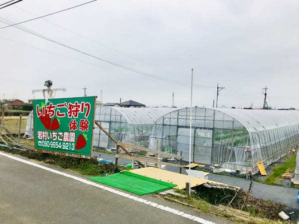 熊本でいちご狩りなら「岩村苺農園」1,300円で無制限食べ放題！