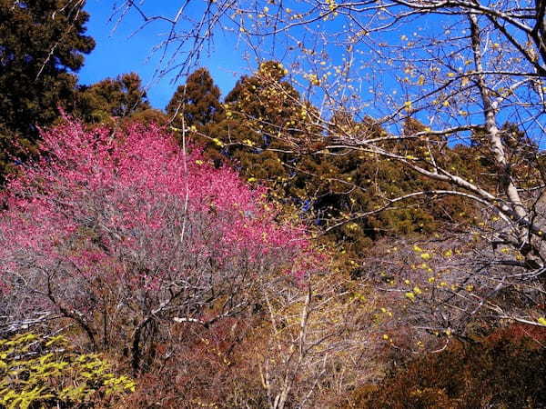 【群馬フラワーハイランド】冬からGWまでたくさんの花が楽しめる植物園1.jpg