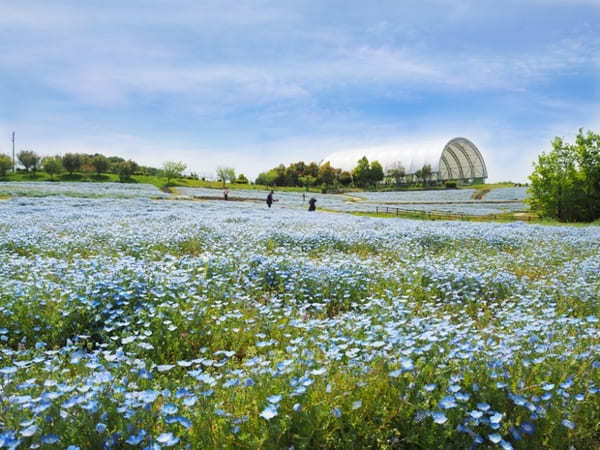 【香川】春らんまん♪讃岐まんのう公園で一面に咲く春の花を楽しもう！