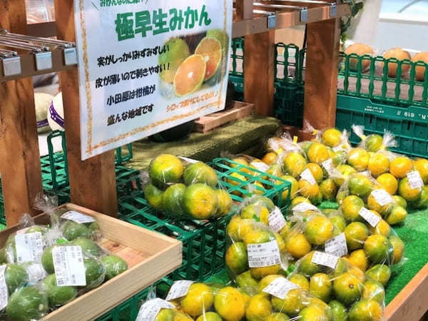 海の見える無人駅【根府川駅】と6つの【小田原グルメ】に満たされる日帰りレンタサイクル旅