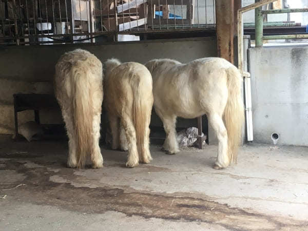 【豊田市】鞍ヶ池公園にある無料動物園のクセがすごい！デートにもファミリーにもおすすめ