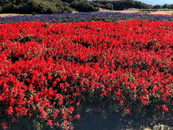 【入園無料】日本にもこんな美しいお花畑が！淡路島の「あわじ花さじき」で季節とりどりのお花畑を楽しもう！1.jpg