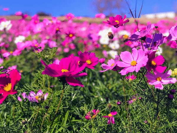 【入園無料】日本にもこんな美しいお花畑が！淡路島の「あわじ花さじき」で季節とりどりのお花畑を楽しもう！1.jpg