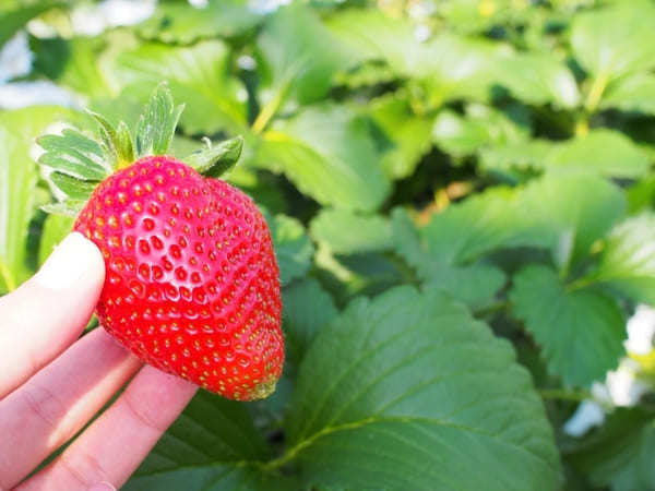 湘南いちご狩りセンターで、真っ赤な宝石を食べつくそう！