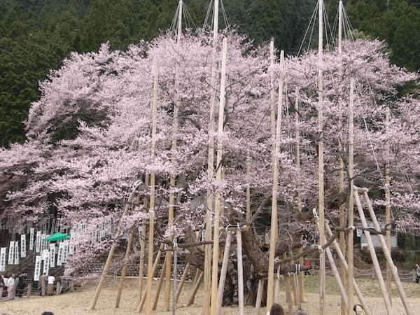 春の国内旅行におすすめの観光地44選！春がベストシーズンの旅先ガイド1.jpg