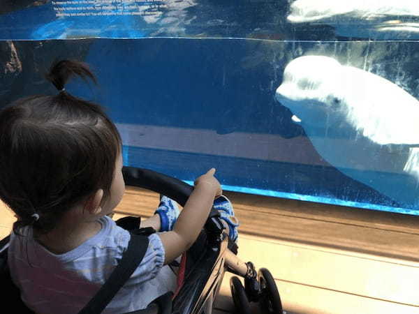 赤ちゃん連れでも楽しめる【新潟】上越市立水族博物館「うみがたり」1.jpg