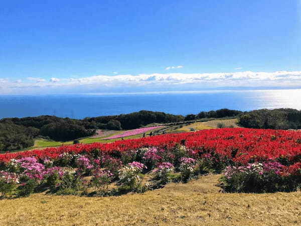 【入園無料】日本にもこんな美しいお花畑が！淡路島の「あわじ花さじき」で季節とりどりのお花畑を楽しもう！1.jpg