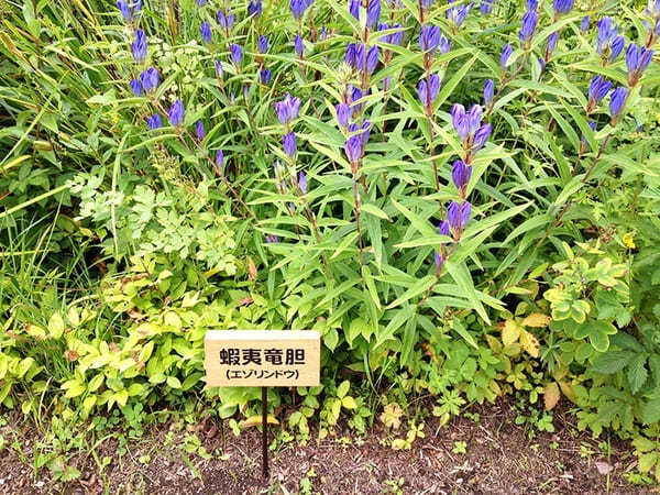 花と緑とアートが溢れた空間！【北海道・六花の森】へ出かけよう！