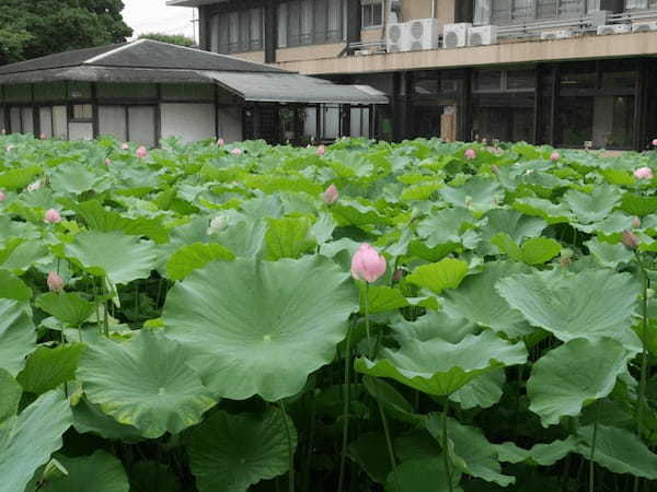 【三重】巨大な建築物に圧倒！夏の蓮も美しい「高田本山専修寺」1.jpg