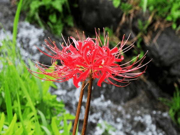 真っ赤に彩られた「簑沢彼岸花公園」と「白河の関跡」をたどる【栃木＆福島】1.jpg