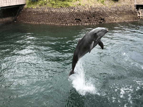 西郷どんの故郷・鹿児島で楽しめる！7つのおすすめグルメ&観光ガイド