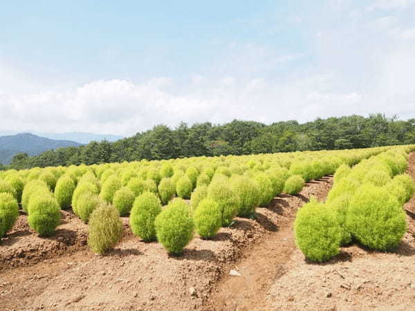 【岐阜】ひるがの高原スキー場の夏と秋は“桃色吐息”が咲くお花畑1.jpg