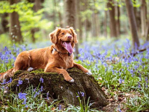 珍しい犬の名前91選！参考になるおすすめの名付け方とポイント