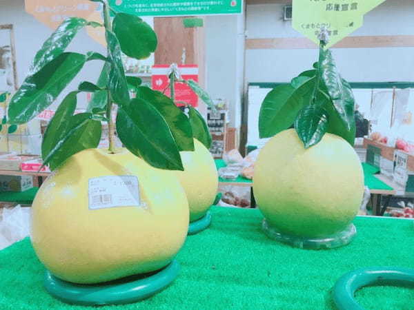 【熊本】「道の駅竜北」で超格安な採れたて野菜を丸ごとお土産に！お勧めの熊本野菜・果物7選！1.jpg