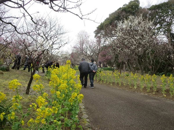 【兵庫県】綺麗な梅が見られるオススメスポット14選！