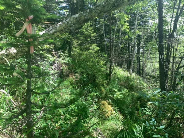 【北海道】然別湖の自然を大満喫！白雲山・天望山・東雲湖をぐるっと1周♪