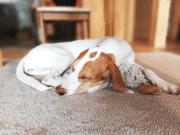 愛犬も食べられる春の食材