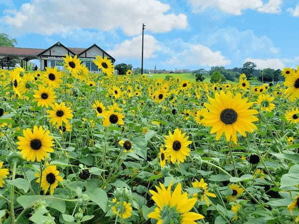 魅力的な遊びがいっぱい！東京ドイツ村の楽しみ方を徹底解説！