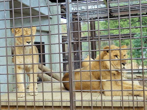 関東の人気動物園TOP16！みんなが行っている動物園ランキング1.jpg