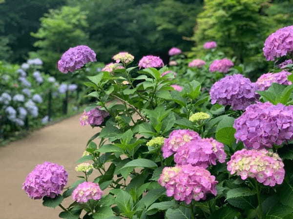 5万本の紫陽花と6千本の花菖蒲！千葉県のあじさい寺【本土寺】へ行こう1.jpg