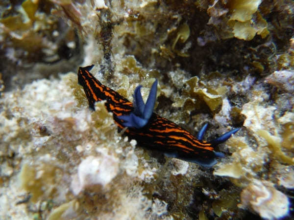 魚の楽園を見にいこう！口コミで大人気の「石垣島・米原ビーチ」