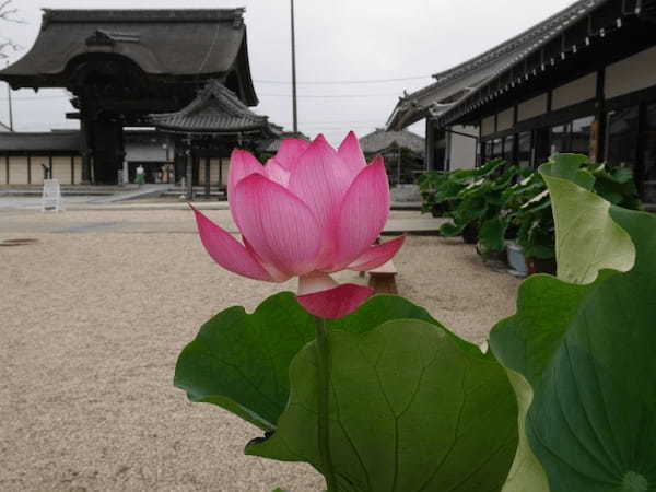 【三重】巨大な建築物に圧倒！夏の蓮も美しい「高田本山専修寺」1.jpg