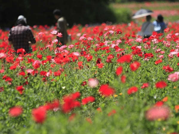 全国のおすすめ花畑85選！一面に絶景が広がる花の名所ガイド