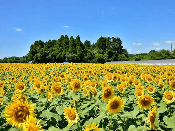 千葉県の人気観光スポットTOP30！旅行好きが行っている観光地ランキング25.jpg