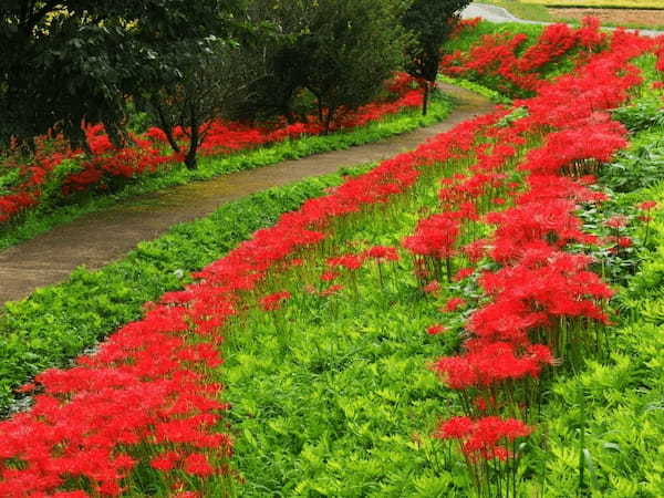 真っ赤に彩られた「簑沢彼岸花公園」と「白河の関跡」をたどる【栃木＆福島】1.jpg