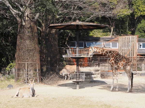 【愛媛】とべ動物園と四国最大級ジップラインで家族皆でマルっと楽しもう！1.jpg