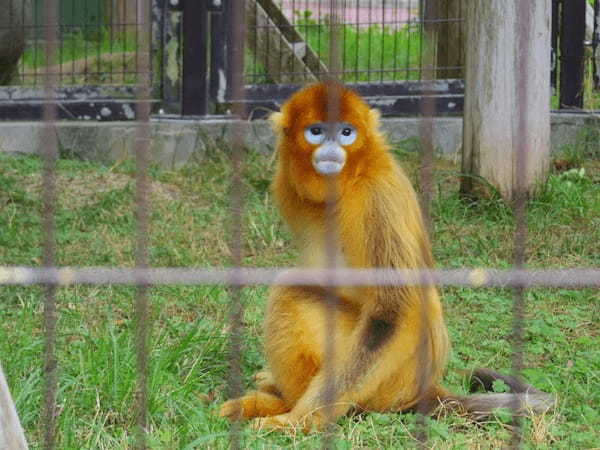 九州の人気動物園TOP10！みんなが行っている動物園ランキング1.jpg