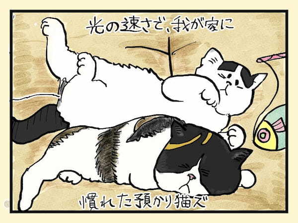 ＜猫漫画2＞我が家の“姫たち”こと猫姉妹、ケンカが豪快すぎて笑っちゃうよ