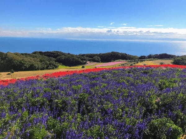 【入園無料】日本にもこんな美しいお花畑が！淡路島の「あわじ花さじき」で季節とりどりのお花畑を楽しもう！1.jpg