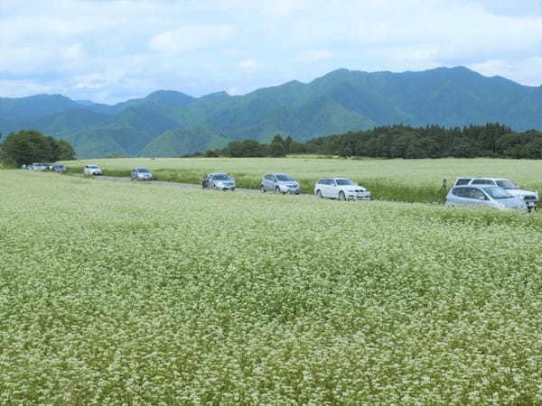 【福島下郷町】山奥に突如出現する絶景！そば畑の白い絨毯1.jpg