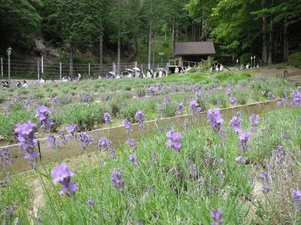 【兵庫】あじさいやラベンダーも！初夏の神戸布引ハーブ園を訪ねよう1.jpg